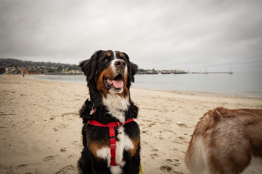 Keeping Your Dog Safe Around Sea Lions