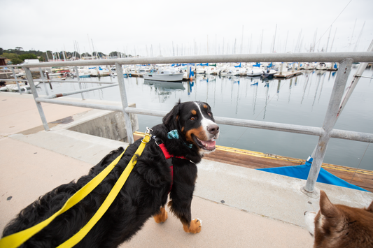 The Benefits of No-Pull Harnesses for Dogs